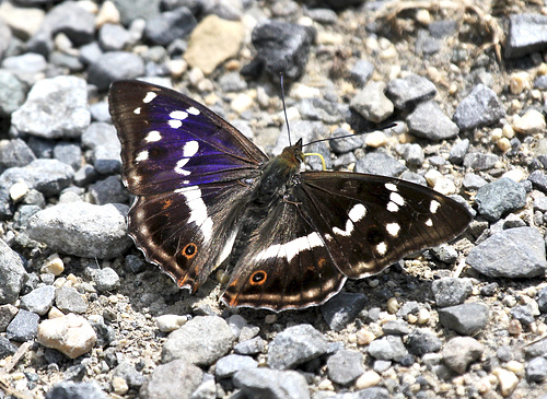 Großer Schillerfalter