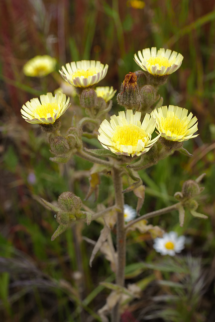 Andryala integrifolia, Asterales