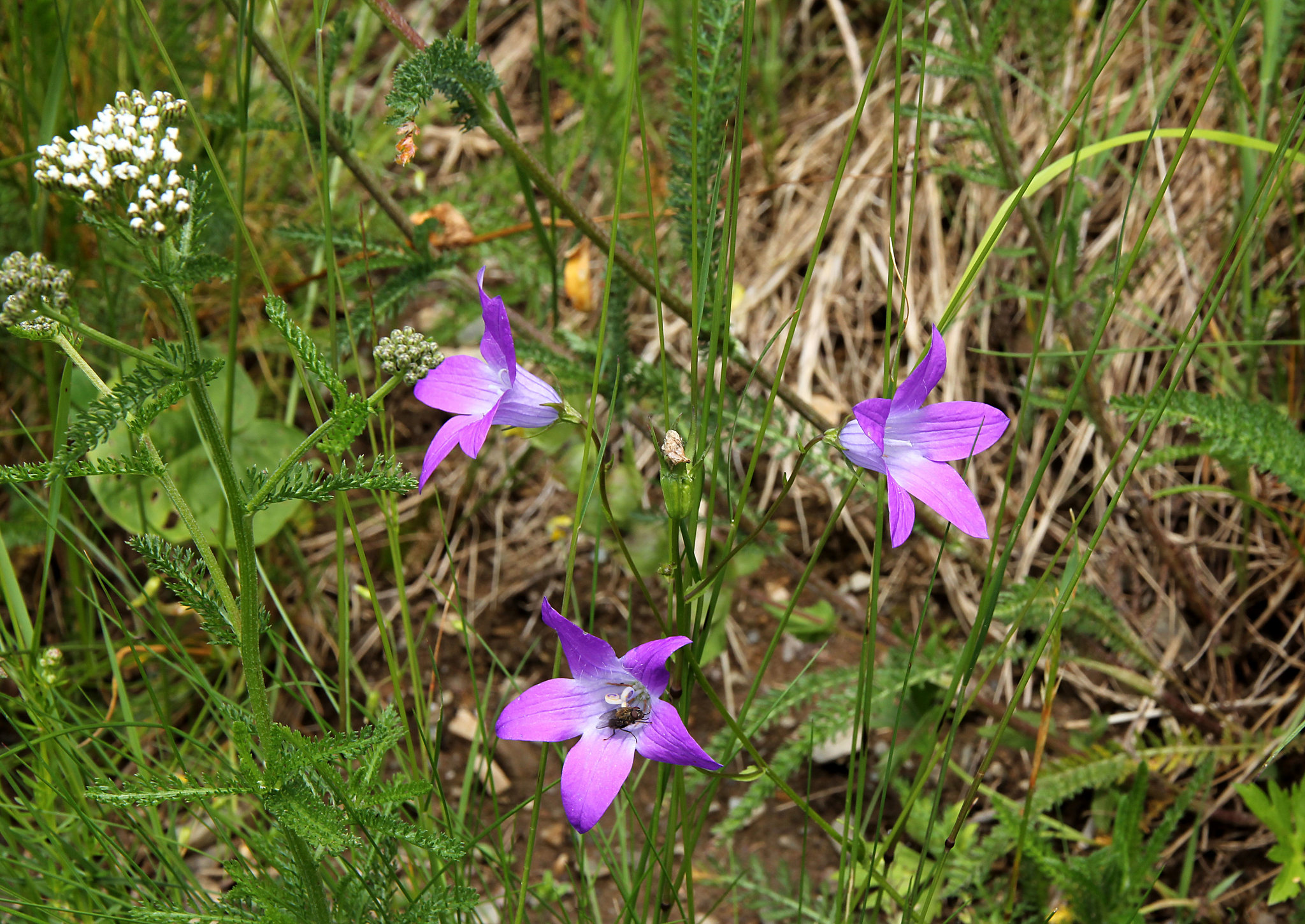 Rapunzel-Glockenblume und weiße Schafgarbe (PicinPic)