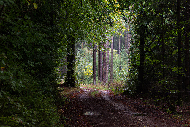 Promenade automnale