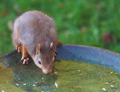 Red Squirrel