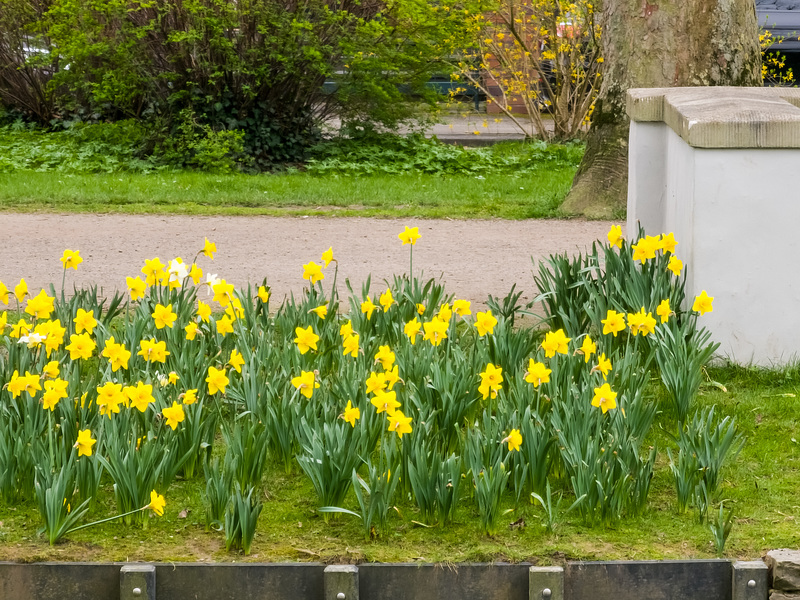 Köln Lindenthal - Narzissen