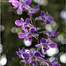 Indian Orchid