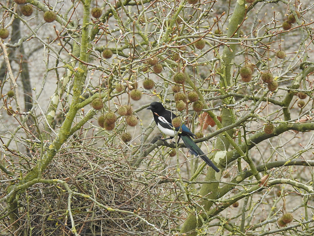 Elster in der Platane am Nest