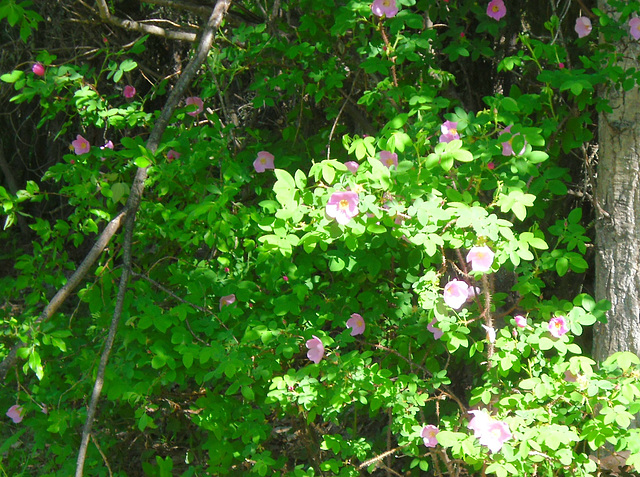 Wild Alaskan Roses