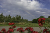 (192/365) Obstplantagen, rote Rosen und ein Regenbogen über dem "Alten Land"