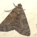 IMG 9310moth