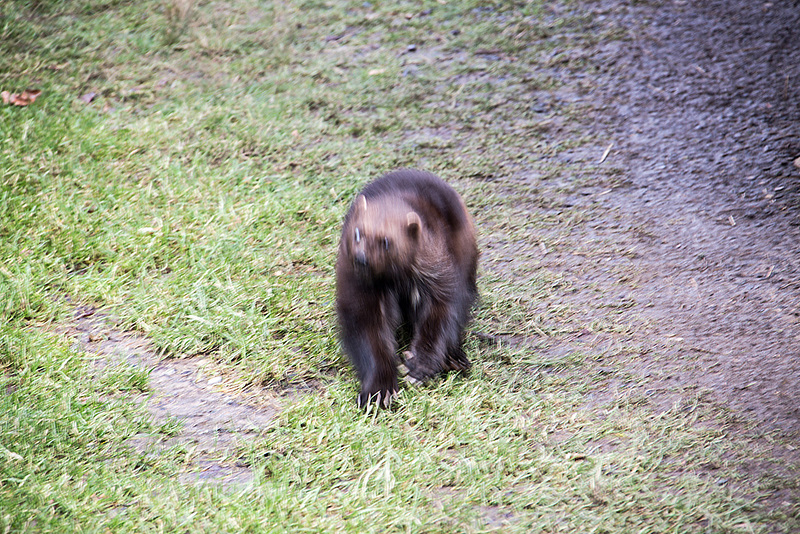 20160303 0100VRAw [D~BI] Vielfraß (Gula gula), Tierpark Olderdissen, Bielefeld