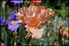 Buisson de Roses (3)