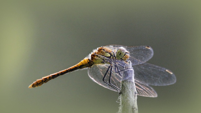 Sympetrum