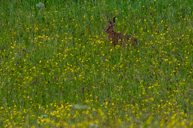 Brown Hare