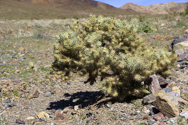 Cholla