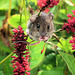 Mouse Nibbling