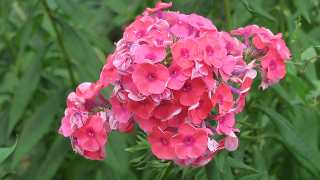 Phlox