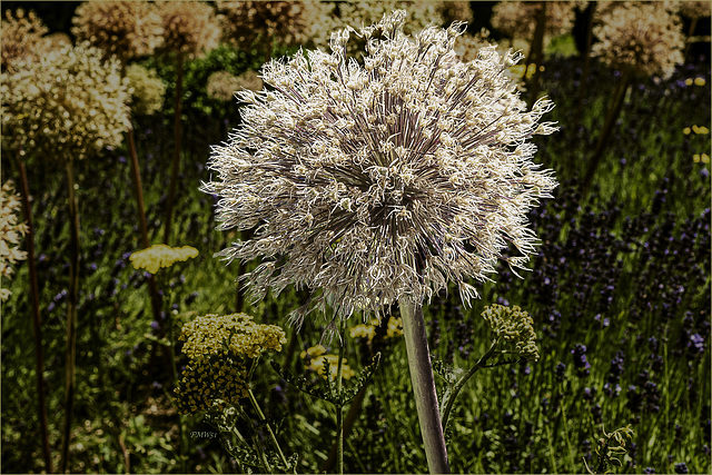 Silver-Hair-Allium