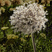 Silver-Hair-Allium