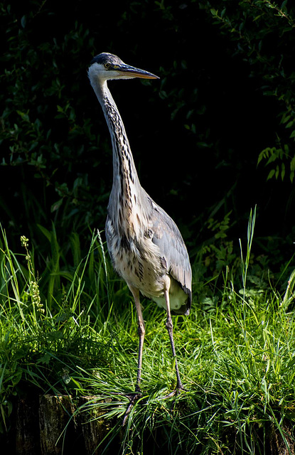 Heron 3 (1)