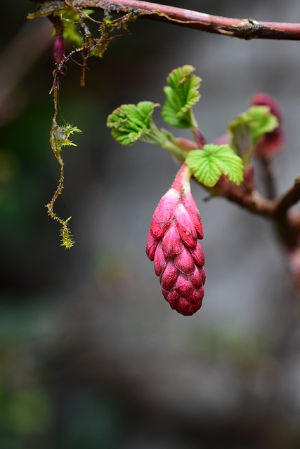 Knospe einer Johannisbeerblüte