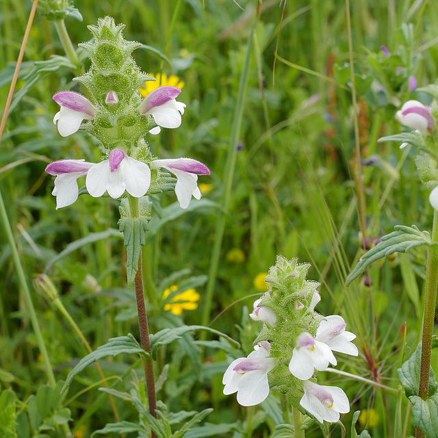 Bartsia trixago, Lamiales, Orobanchaceae