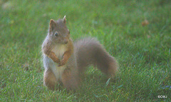 Red Squirrel