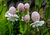 20210606 0502CPw [D~LIP] Leimkraut (Silene vulgaris), UWZ, Bad Salzuflen