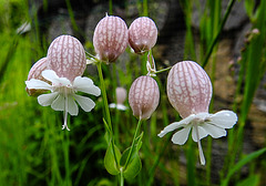 20210606 0502CPw [D~LIP] Leimkraut (Silene vulgaris), UWZ, Bad Salzuflen