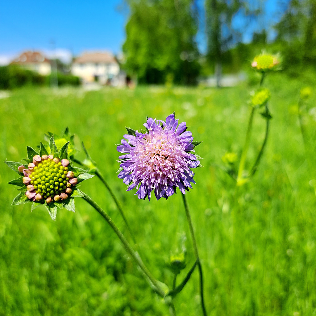 Skabiose (Scabioasa)