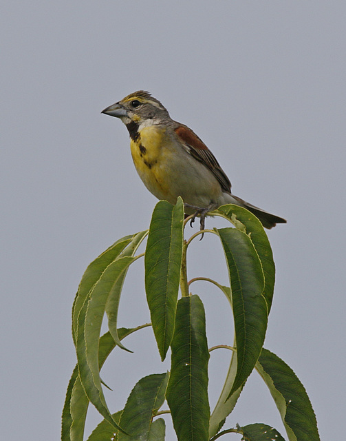 dickcissel