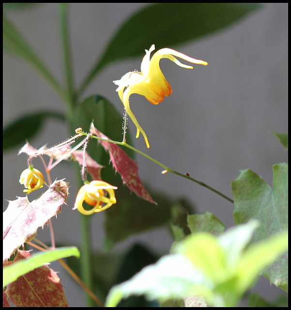 Epimedium 'Amber Queen'