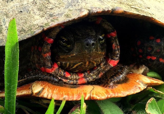 Painted Box Turtle.