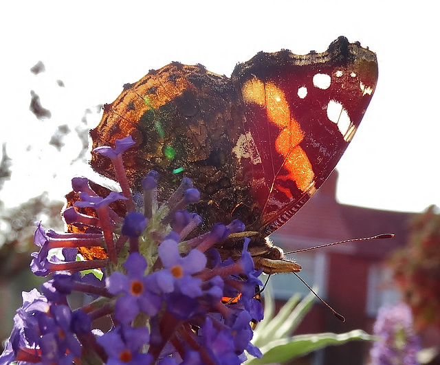 Red Admiral. Vanessa atalanta