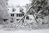 Toppled tree branch