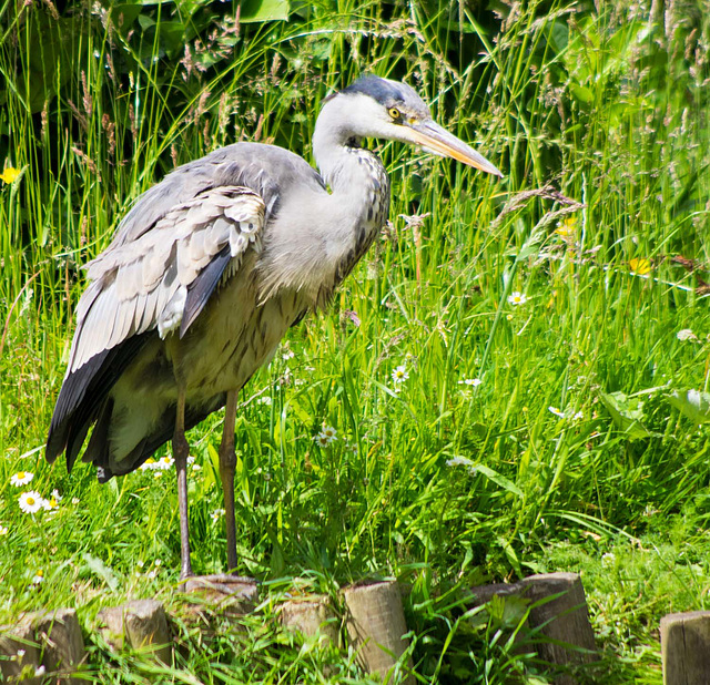 Heron 3