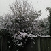 Garden Snow