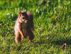 Red Squirrel