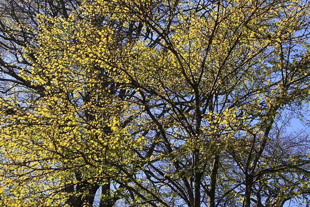 Stourhead Gardens