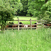 Sheep at Foxholes Farm