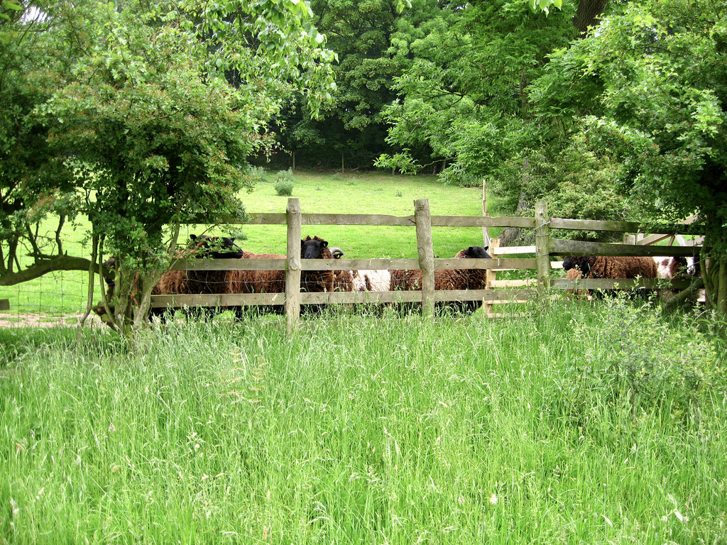 Sheep at Foxholes Farm