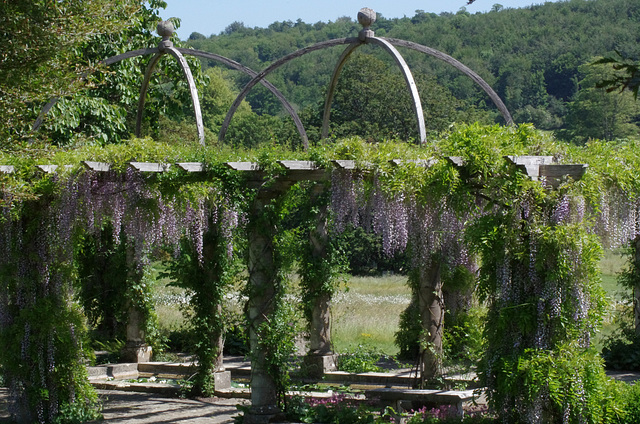 Wisteria on the Pergola