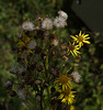Jakobskreuzkraut (Jacobaea vulgaris)