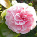 A pink magnolia