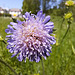 Skabiose (Scabioasa)