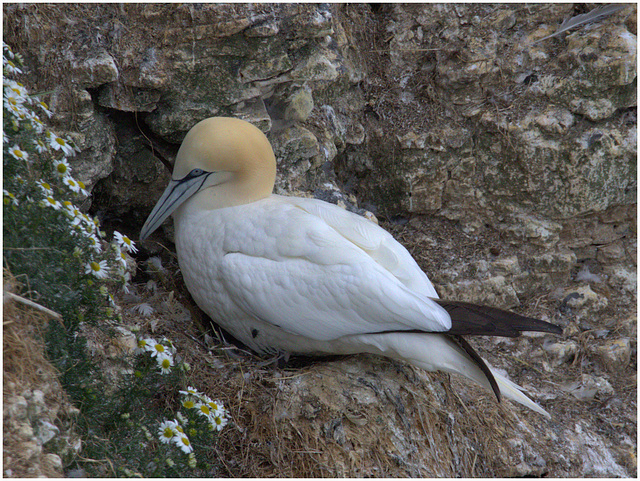 EF7A9635Gannet