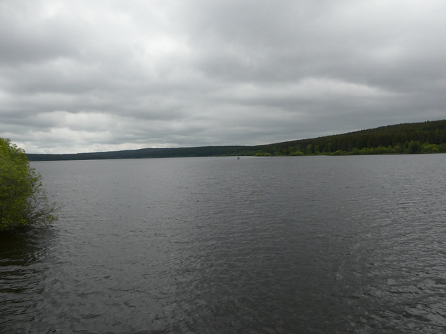 20230606 -08 Lozère tritons (286)