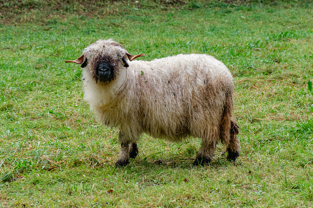 Waliser Schwarznasenschaf