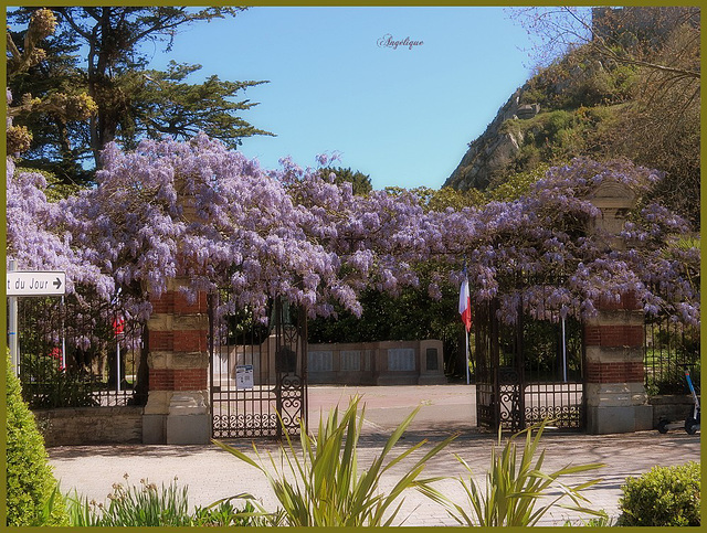 Jardin public .........Glycines .Bon dimanche mes ami(e)s