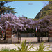 Jardin public .........Glycines .Bon dimanche mes ami(e)s