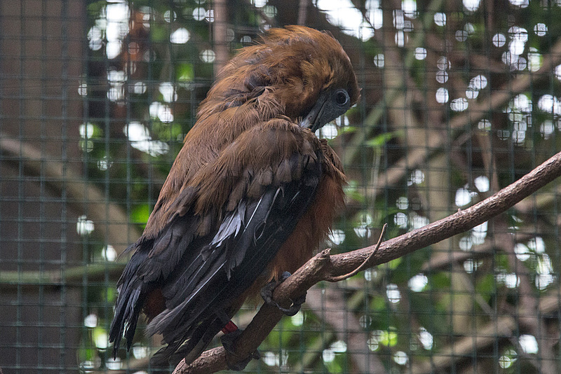 20140926 5444VRAw [D~SFA] Vogelpark, Walsrode