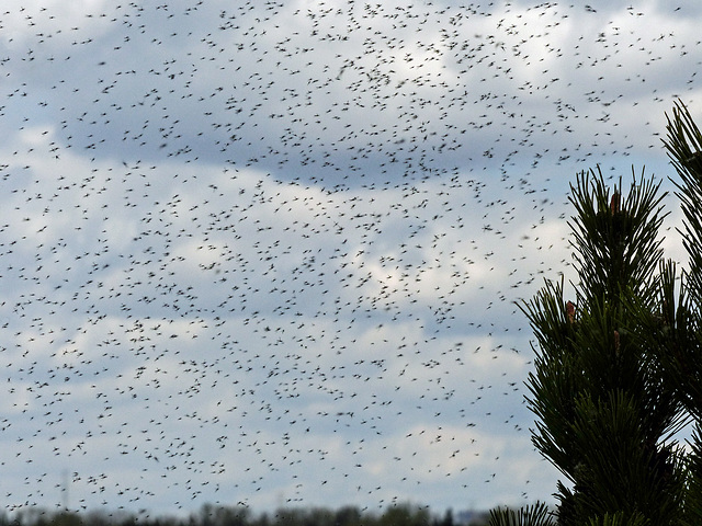 Invasion of the Midges!