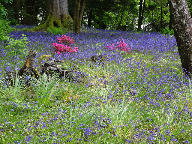 Bluebells of Scotland